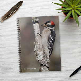 Cute Downy Woodpecker på Träd Anteckningsbok Med Spiral