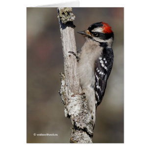 Cute Downy Woodpecker på Träd Hälsningskort