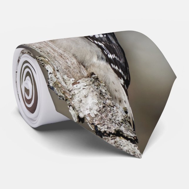 Cute Downy Woodpecker på Träd Slips (Rullad)