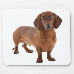 Cute Doxin Wiener Puppy Hund älskare Gift Dachshu Musmatta