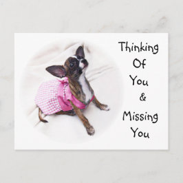 Cute Dsed Up Chihuahua Girl Vykort