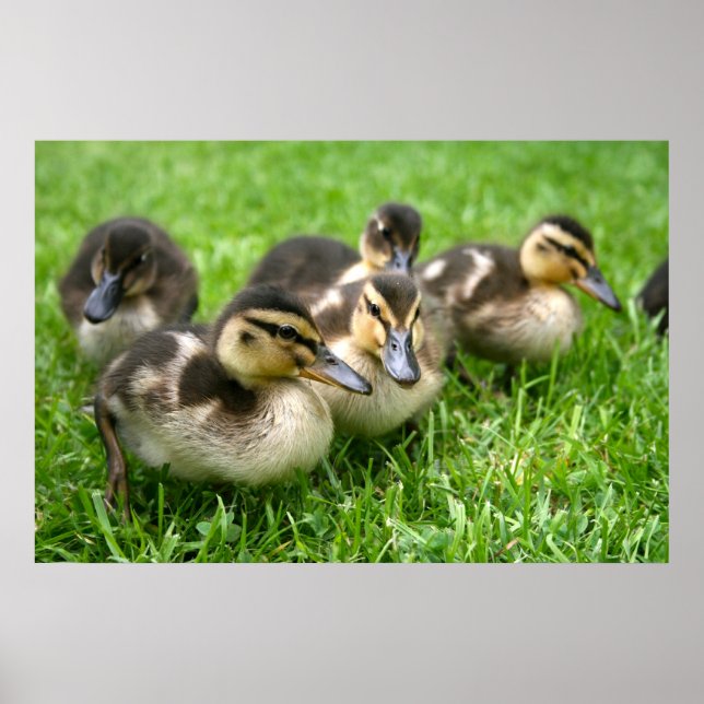 Cute Ducklings Poster (Framsidan)
