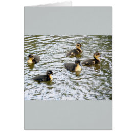 Cute Ducklings Swimming Hälsningskort