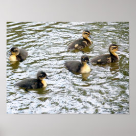Cute Ducklings Swimming Poster