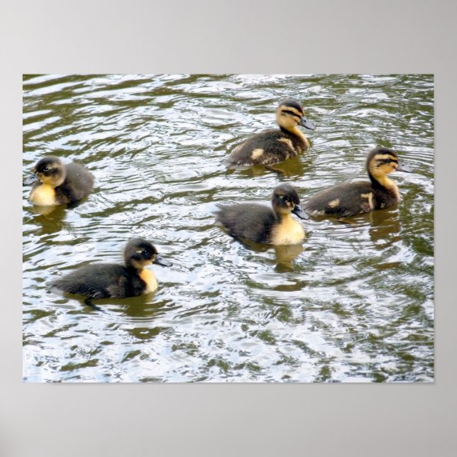 Cute Ducklings Swimming Poster (Framsidan)