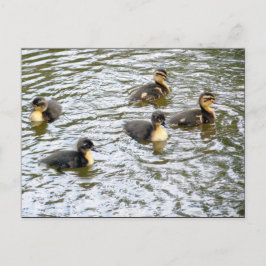 Cute Ducklings Swimming Vykort