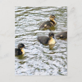 Cute Ducklings Swimming Vykort