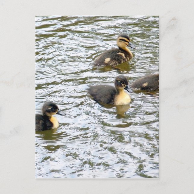 Cute Ducklings Swimming Vykort (Framsida)