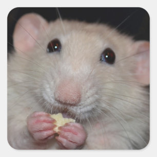 Cute Dumbo Råtta Stickers Fyrkantigt Klistermärke