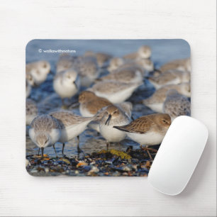 Cute Dunlins Sanderlings Sandpipers i Beach Musmatta