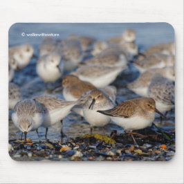 Cute Dunlins Sanderlings Sandpipers i Beach Musmatta