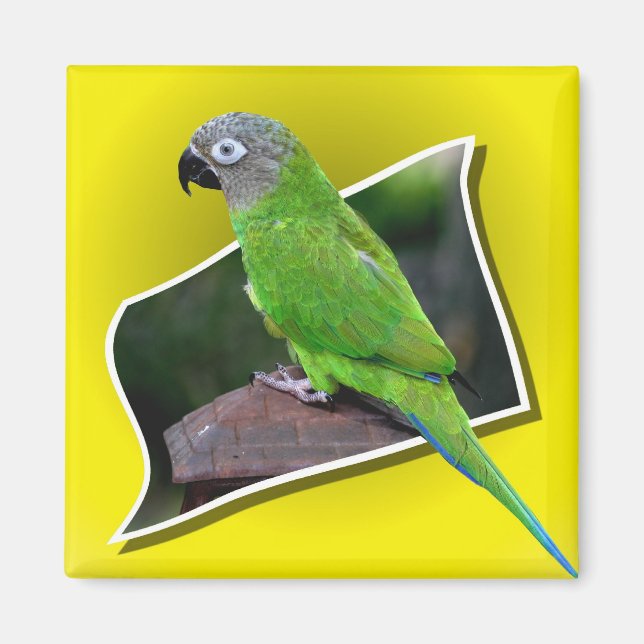 Cute Dusky Heaure Conure Parrot Bird Magnet (Framsidan)