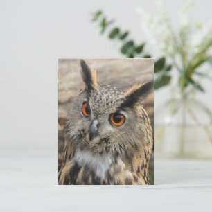 Cute eagle uggla vykort