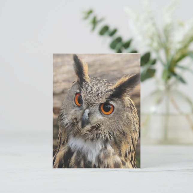 Cute eagle uggla vykort (Stående Fram)