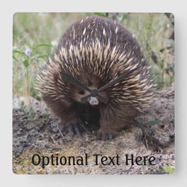 Cute Echidna från Australien Fyrkantig Klocka (Framsida)