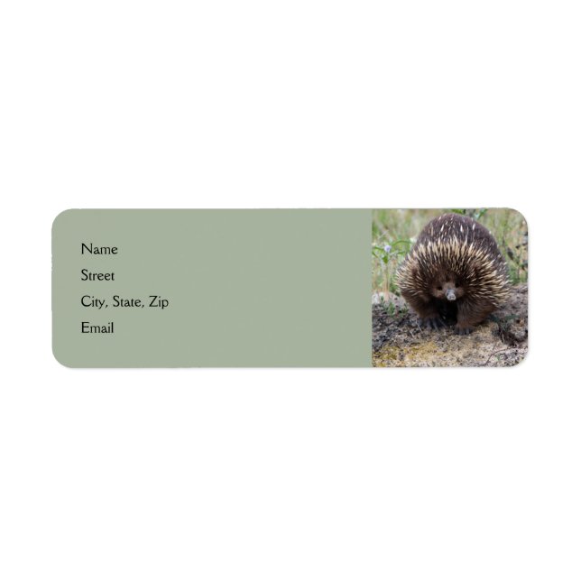 Cute Echidna från Australien Returadress Etikett (Framsidan)