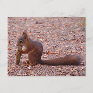 Cute-ekorkort Vykort