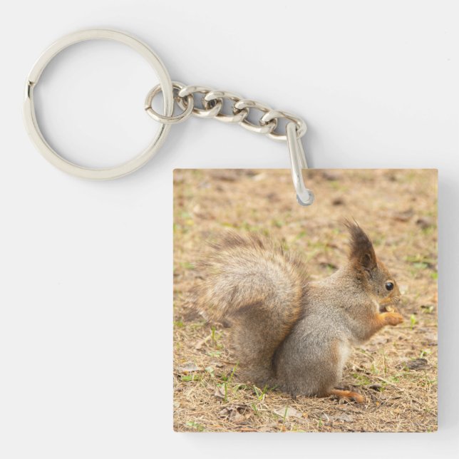 Cute-ekorren äter ett foto från nöt (Framsidan)