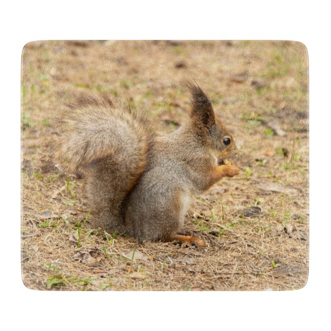 Cute-ekorren äter ett foto från nöt (Framsidan)