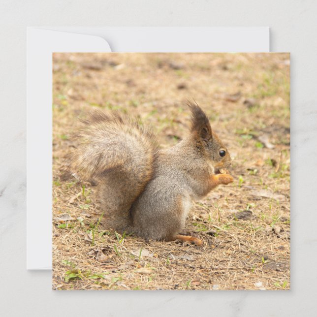 Cute-ekorren äter ett foto från nöt (Framsida)