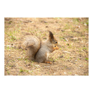 Cute-ekorren äter ett foto från nöt
