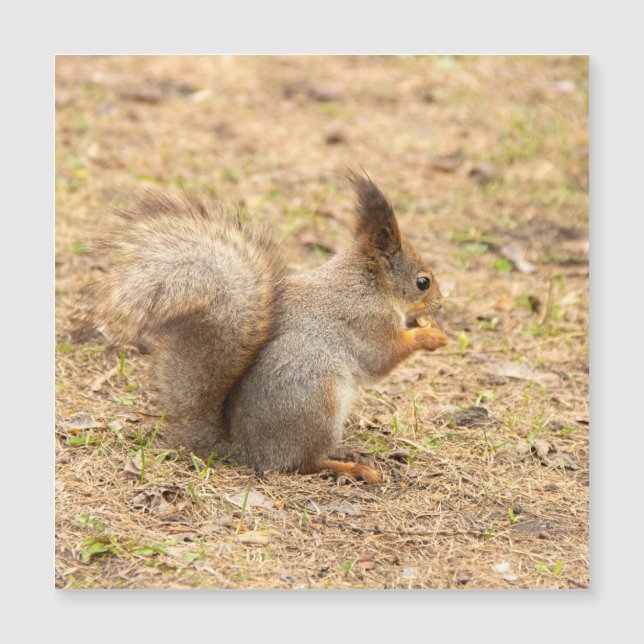 Cute-ekorren äter ett foto från nöt (Framsida)