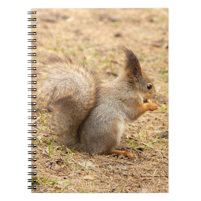 Cute-ekorren äter ett foto från nöt anteckningsbok (Framsidan)