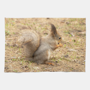 Cute-ekorren äter ett foto från nöt kökshandduk