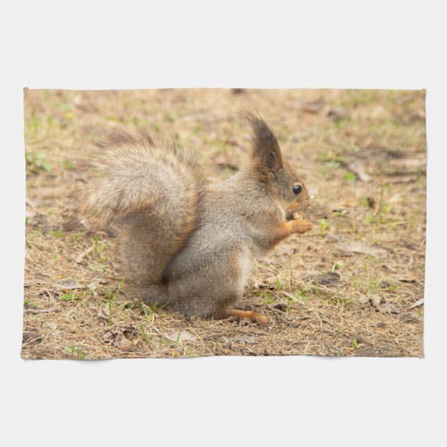 Cute-ekorren äter ett foto från nöt kökshandduk (Horisontell)