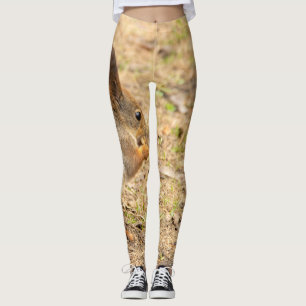 Cute-ekorren äter ett foto från nöt leggings