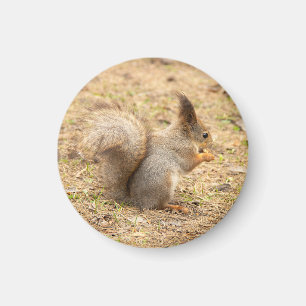 Cute-ekorren äter ett foto från nöt magnet