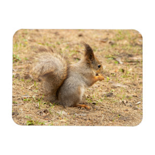 Cute-ekorren äter ett foto från nöt magnet