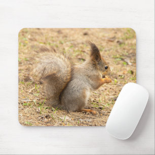 Cute-ekorren äter ett foto från nöt musmatta