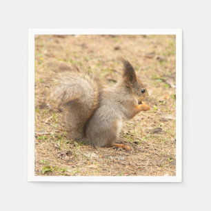 Cute-ekorren äter ett foto från nöt pappersservett