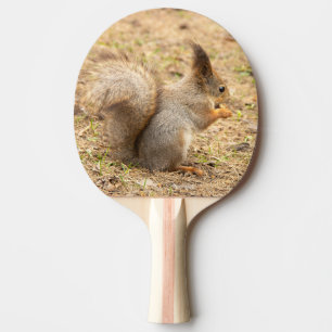 Cute-ekorren äter ett foto från nöt pingisracket