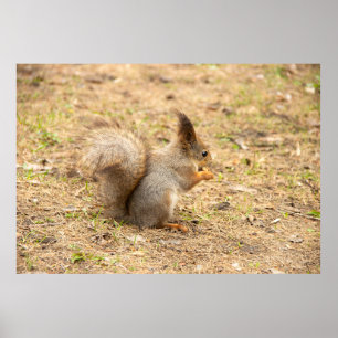 Cute-ekorren äter ett foto från nöt poster