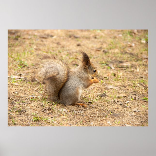 Cute-ekorren äter ett foto från nöt poster (Framsidan)