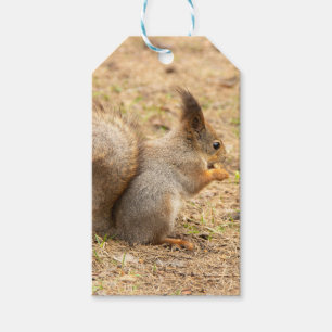 Cute-ekorren äter ett foto från nöt presentetikett