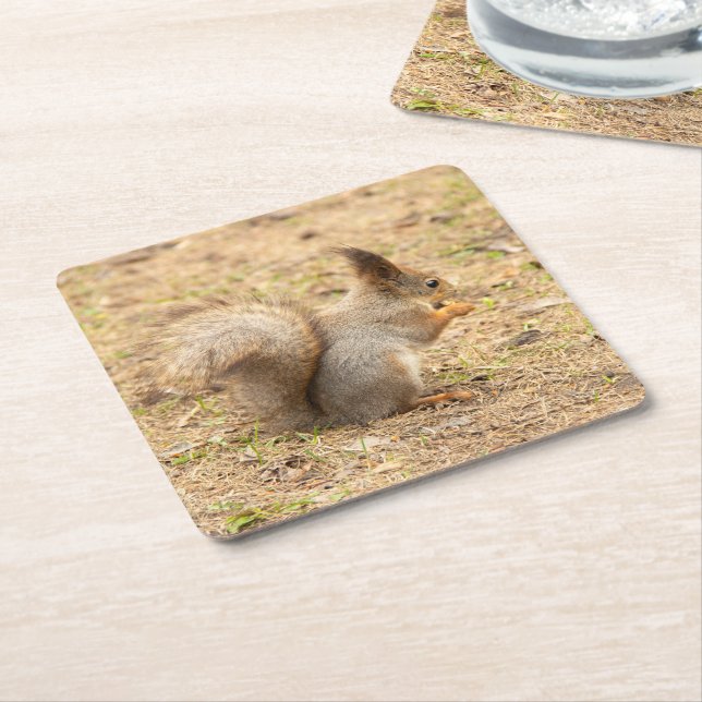 Cute-ekorren äter ett foto från nöt underlägg papper kvadrat (Vinklad)