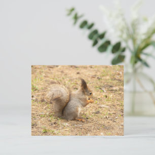 Cute-ekorren äter ett foto från nöt vykort