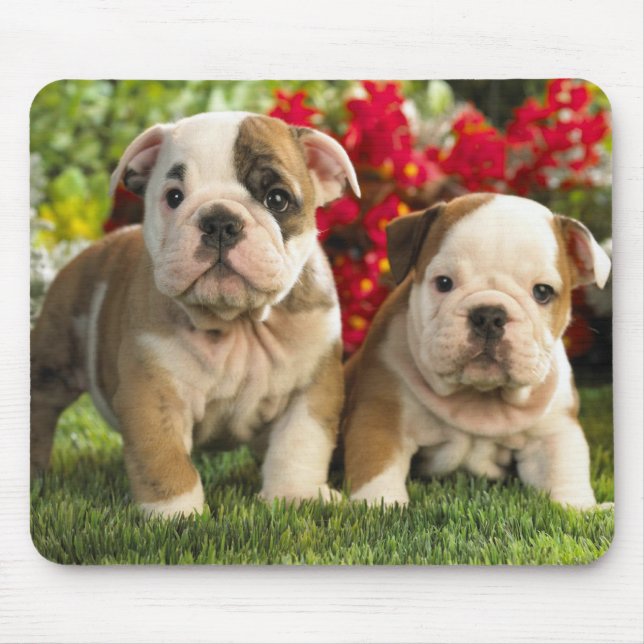 Cute English Bulldog Puppy Hundar Mousepad Musmatta (Framsidan)