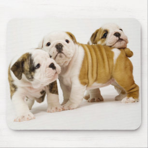 Cute English Bullhund Puppy Hundar spelar Mousepad Musmatta