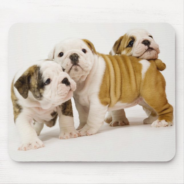 Cute English Bullhund Puppy Hundar spelar Mousepad Musmatta (Framsidan)