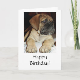Cute English Mastiff Puppy-foto - Grattis på födel Kort