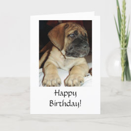 Cute English Mastiff Puppy-foto - Grattis på födel Kort