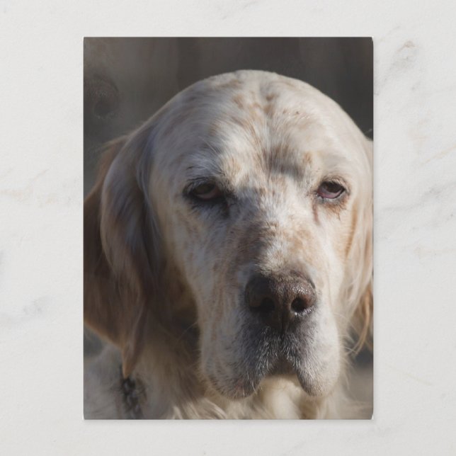 Cute English Setter Postcard Vykort (Framsida)