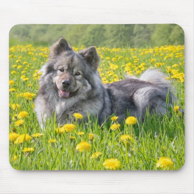 Cute Eurasier-Hund i Blommarna Meadow Dandelions Musmatta (Framsidan)