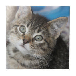 Cute Family Cat Photo Kakelplatta