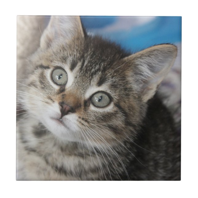 Cute Family Cat Photo Kakelplatta (Framsidan)