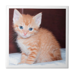 Cute Family Kitten Kitten Modern Minimalist Gräns Kakelplatta